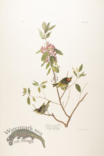 Ruby Crowned Regulus